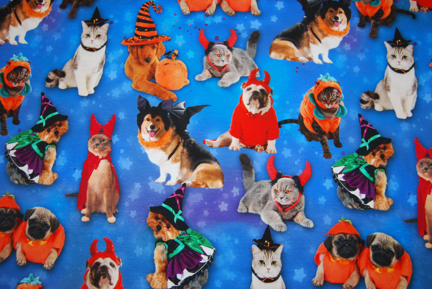 Halloween Cats & Dogs digitalt tryck
